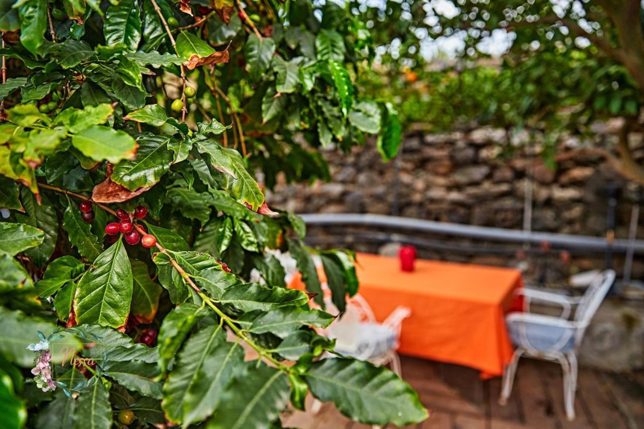 Finca Oasis Fataga Maspalomas  Exteriör bild